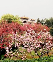 在那桃花盛开的地方-湖南长沙-毕文汉