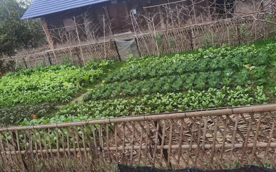 桃花源:发展庭院经济 助力乡村振兴