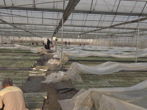 【临澧】育苗工场吐新绿 烟农复工干劲足