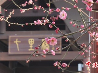 【赏花地图】梅花与春天相逢，是双向奔赴的美好